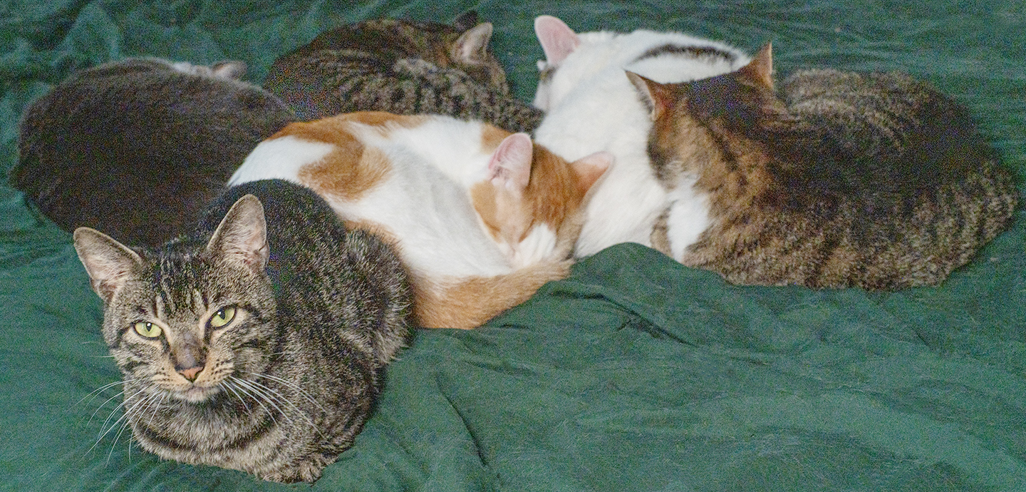 Top Cat Sanctuary cat photo